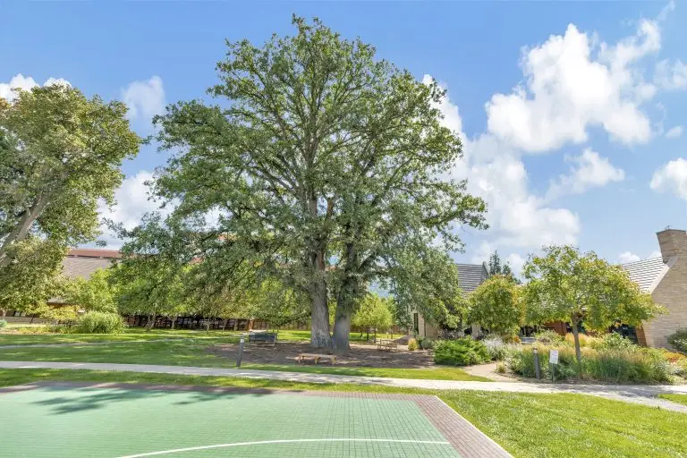 CeDAR's Large Oak Tree